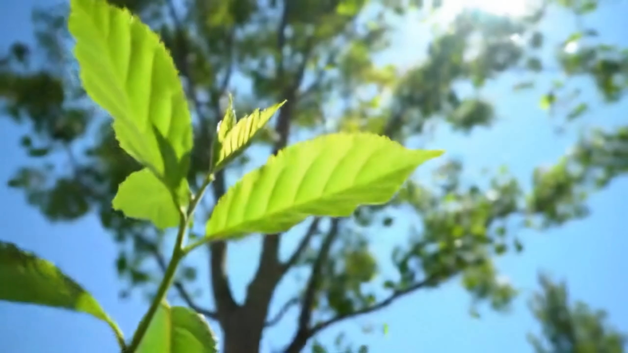 Fresh green leaves against blue sky