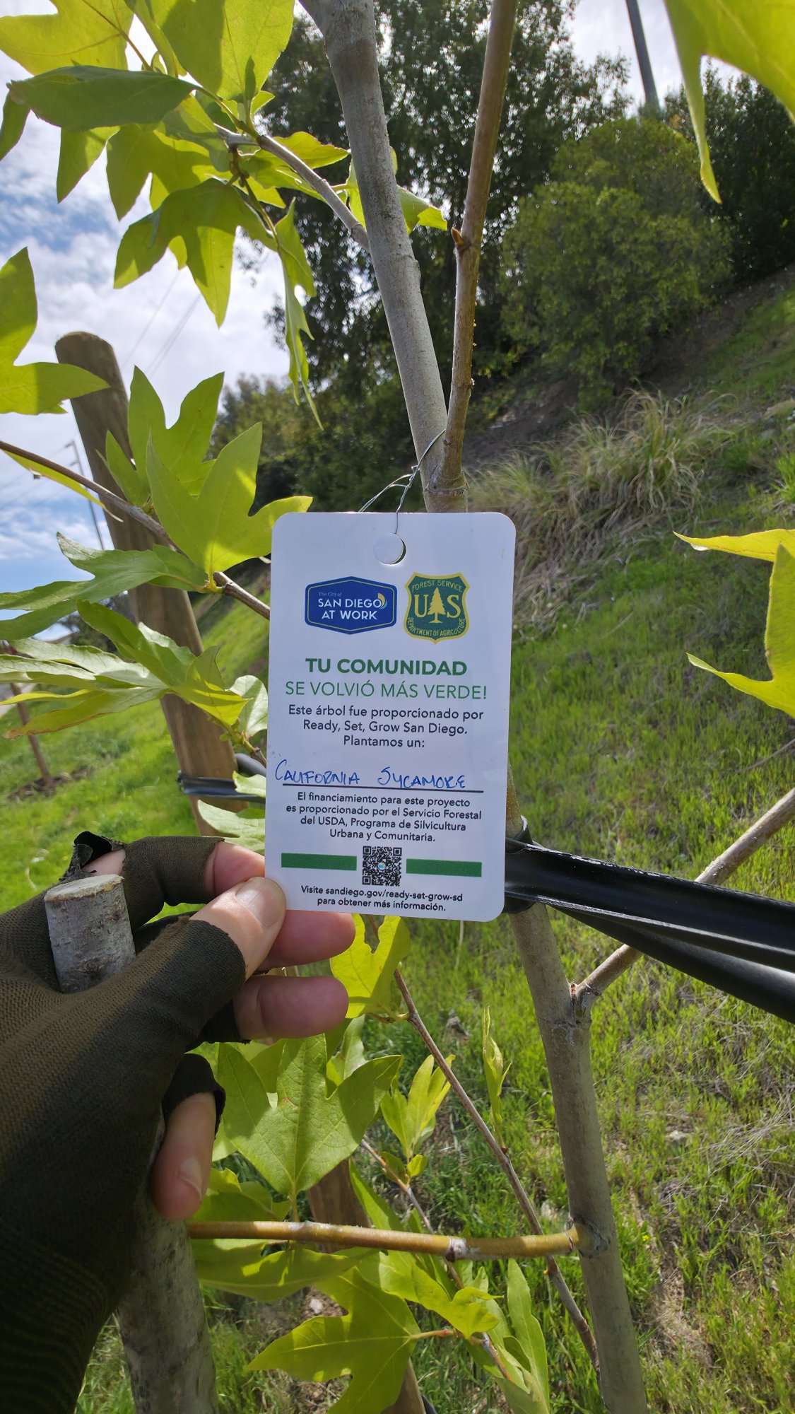 California Sycamore