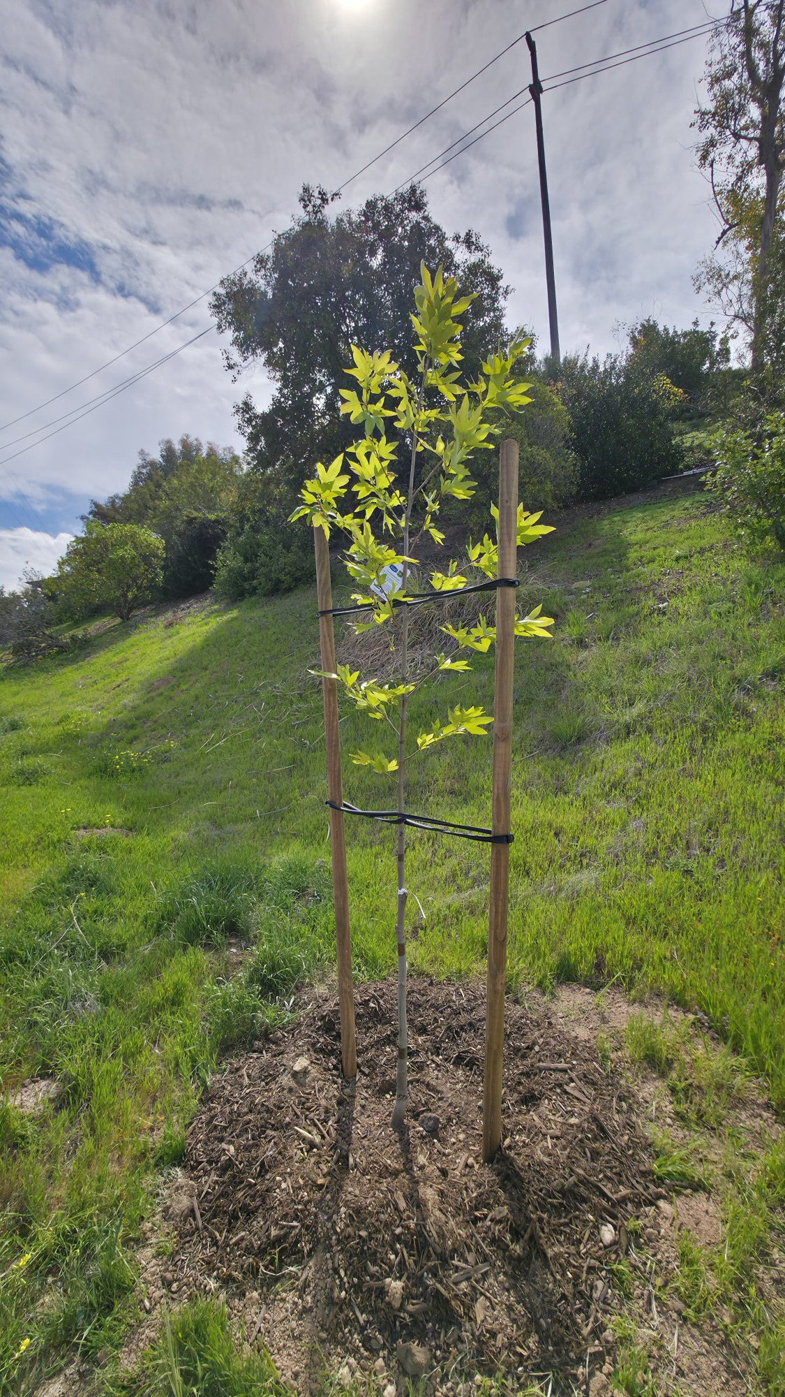 California Sycamore