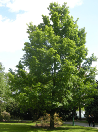 The Giant Maple