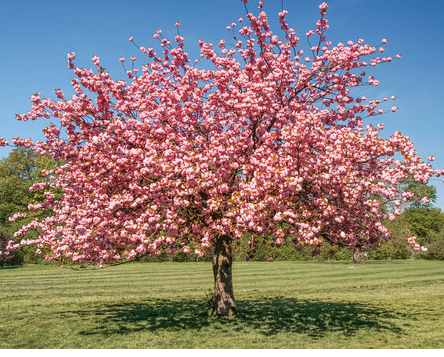Cherry Blossom Beauty
