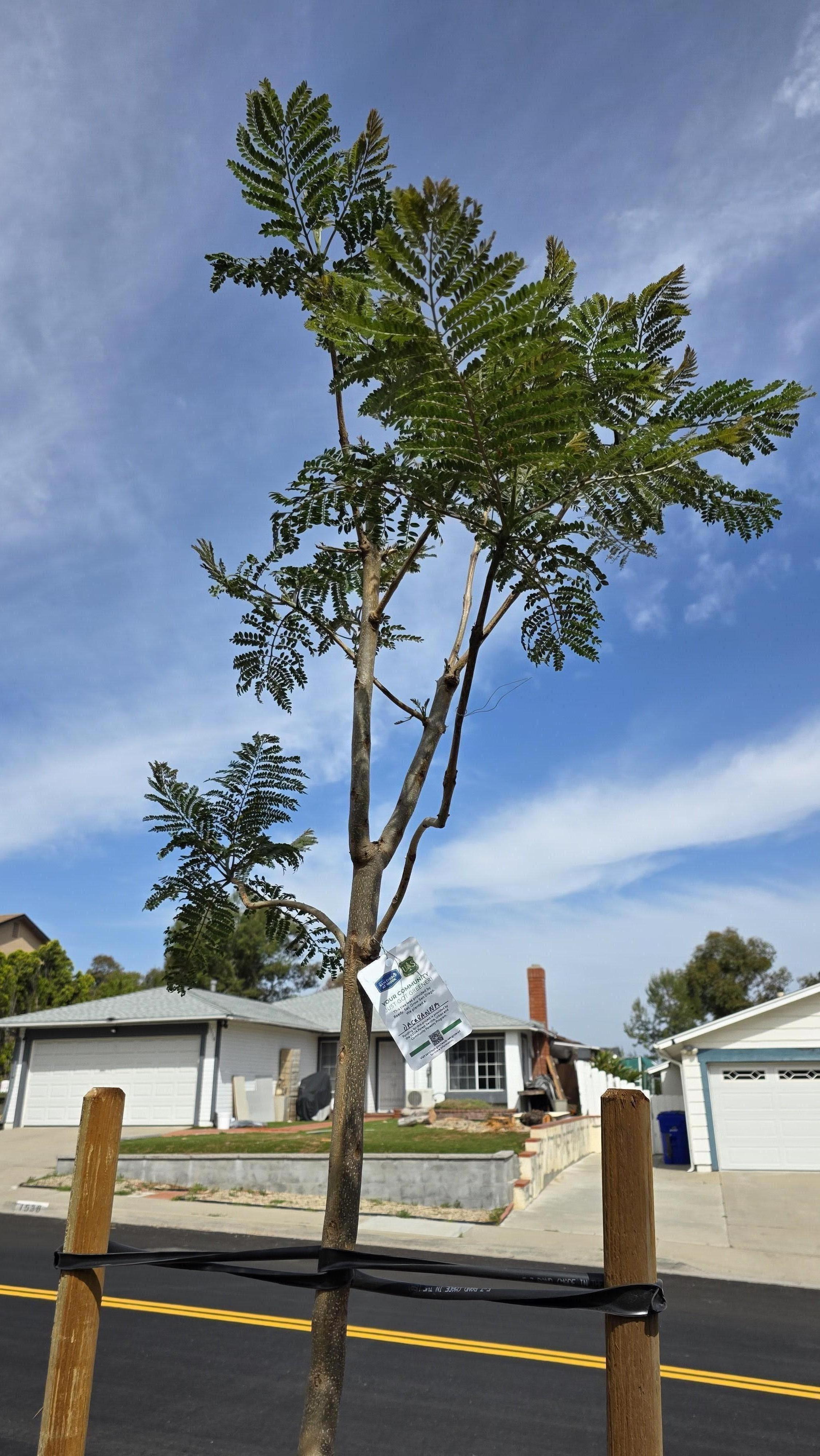 Fern Pine
