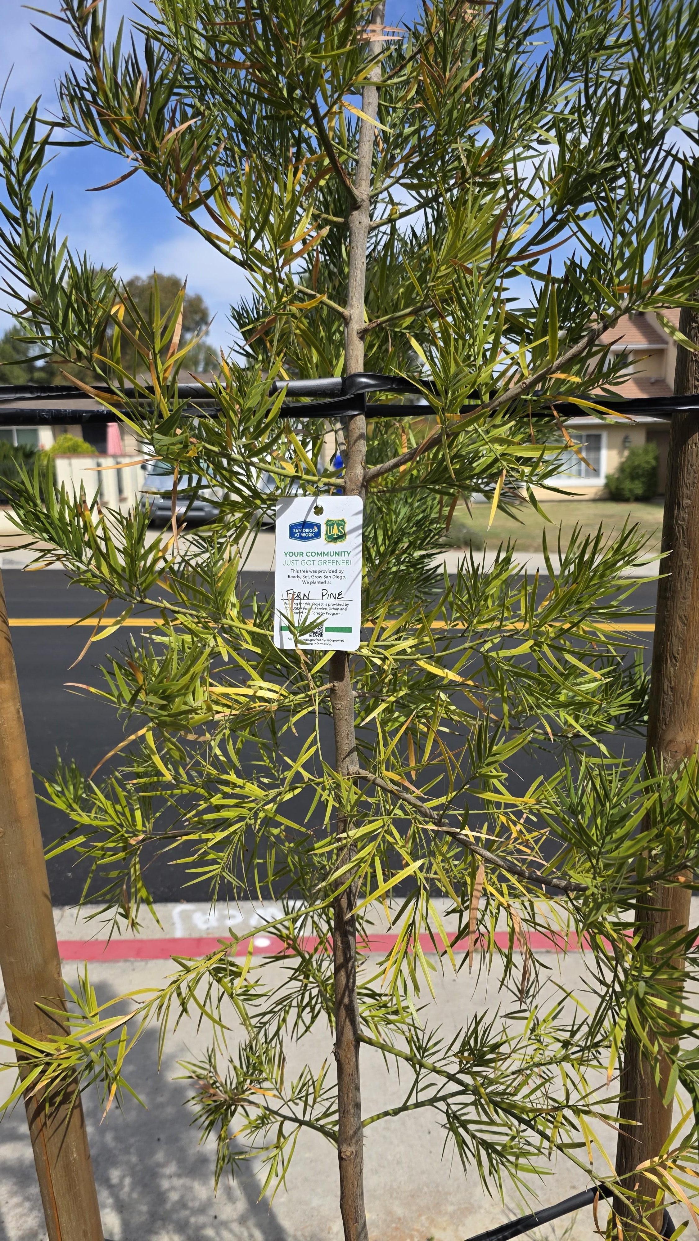 Fern Pine