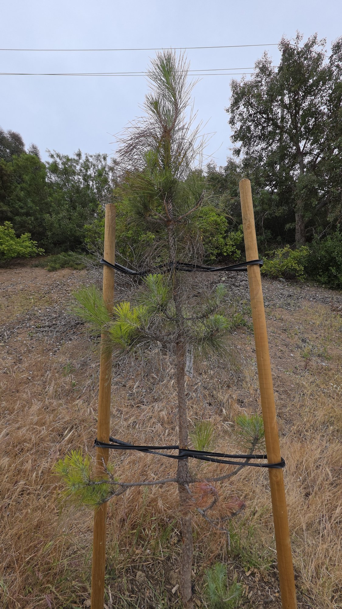 Fir tree