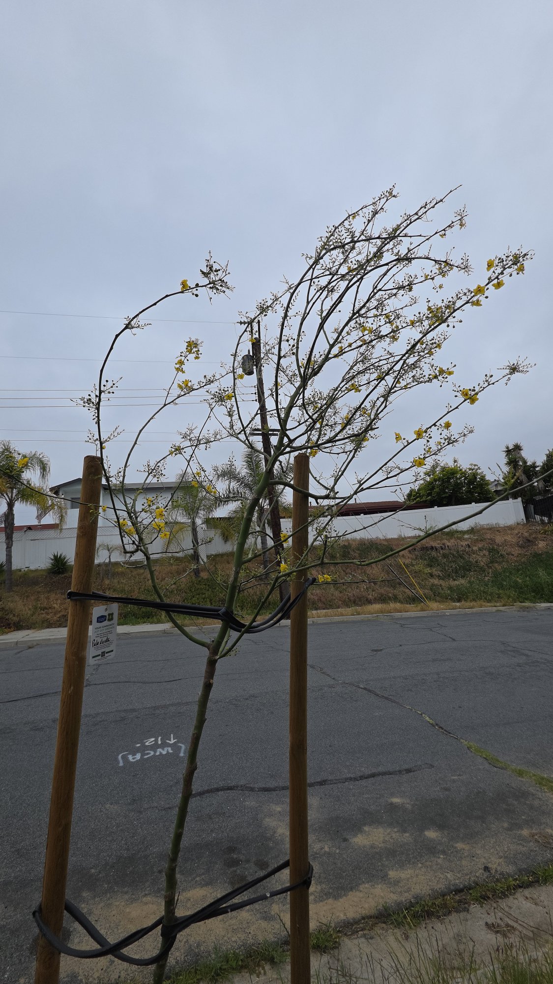 Palo verde