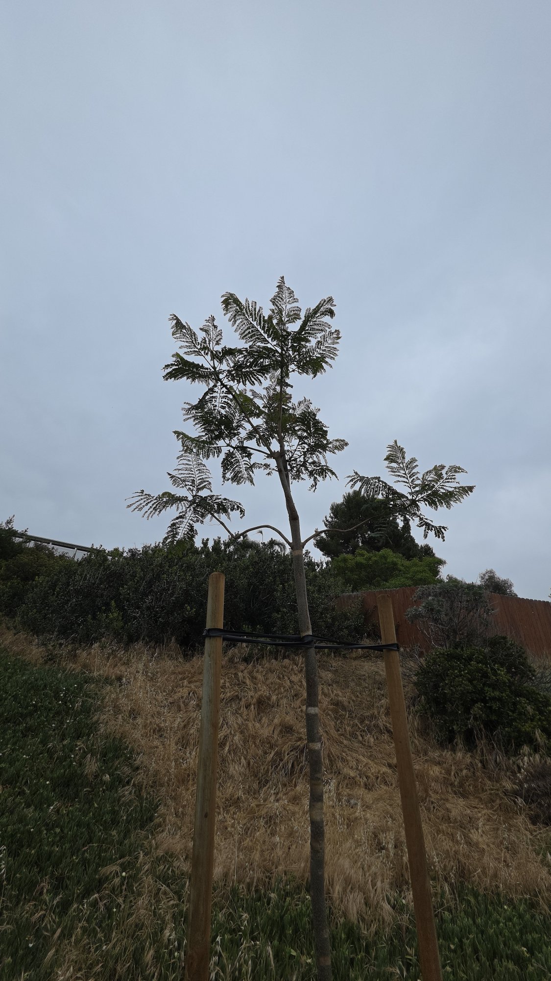 Jacaranda