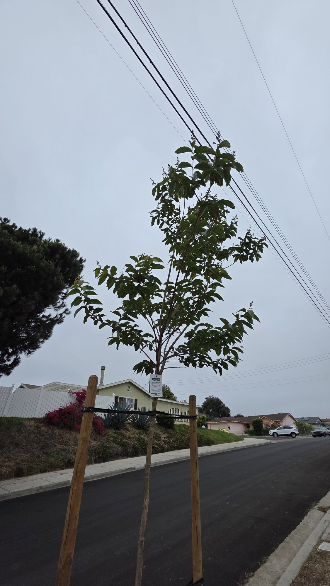 Lavender Crape Myrtle