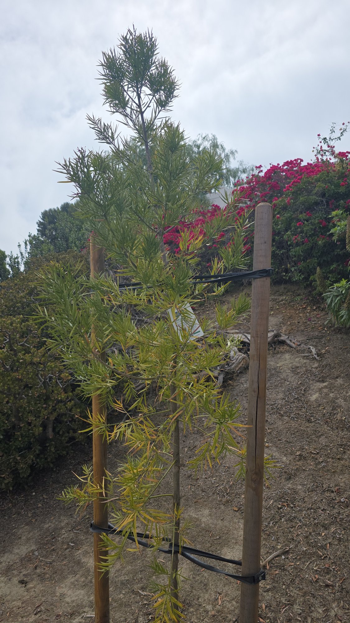 Fern pine